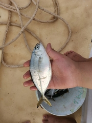 Alepes vari