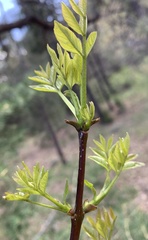 Fraxinus cuspidata