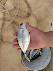 Alepes vari
