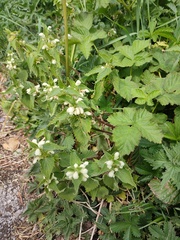 Lamium album