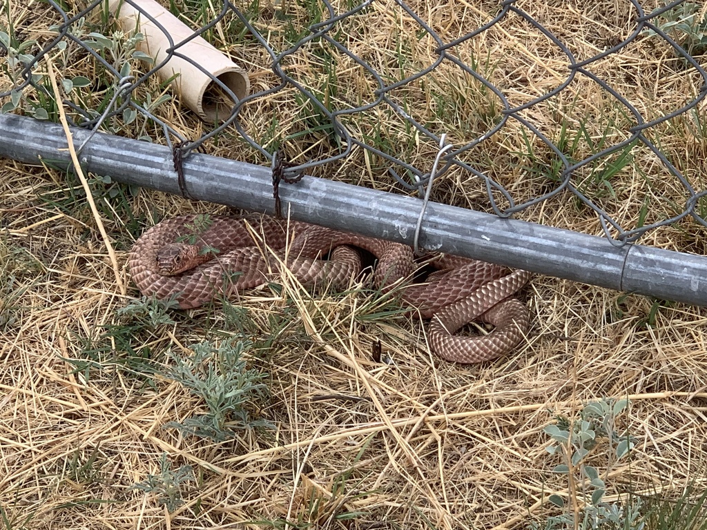 Western Coachwhip from Major, Fort Davis, TX, US on May 4, 2022 at 10: ...