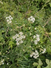 Anthriscus sylvestris
