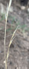 Aristida arizonica