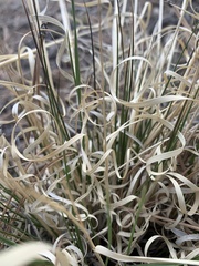 Aristida arizonica