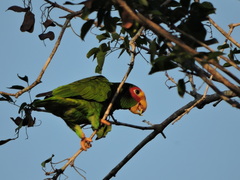 Amazona xantholora