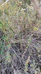 Calceolaria parviflora