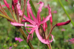 Nerine filifolia