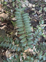 Cnestis polyphylla