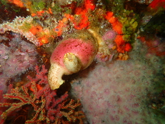 Ascidia incrassata