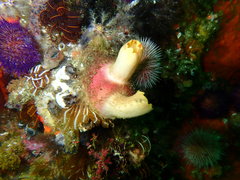 Ascidia incrassata