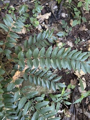 Cnestis polyphylla