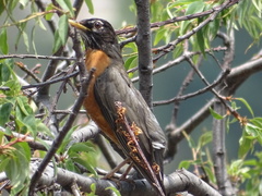 Turdus migratorius