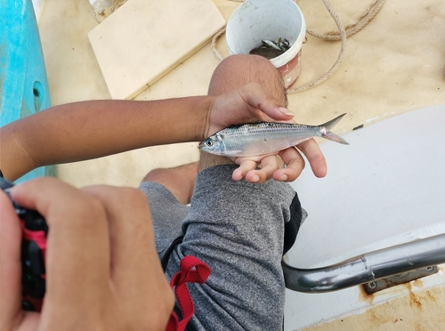 Blue sardine (Amblygaster leiogaster) — Clupeidae — 4