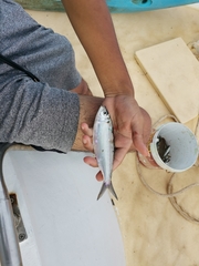 Amblygaster leiogaster