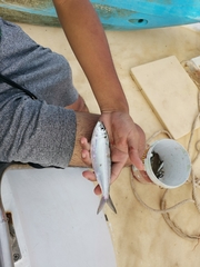 Amblygaster leiogaster