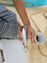 Amblygaster leiogaster