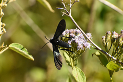 Macrocneme leucostigma