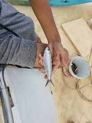 Amblygaster leiogaster