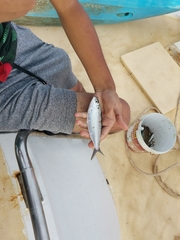 Amblygaster leiogaster