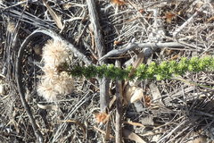Lachnospermum umbellatum