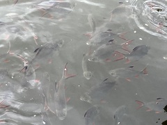 Barbonymus schwanefeldii