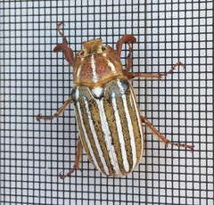 Polyphylla decemlineata