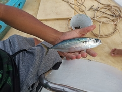 Rastrelliger faughni