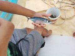 Rastrelliger faughni