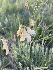 Lathyrus pannonicus