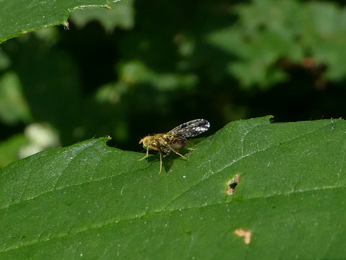 Ictericodes zelleri