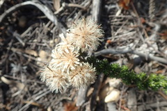 Lachnospermum umbellatum