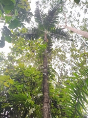 Bactris gasipaes