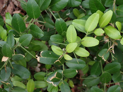 Atalantia buxifolia