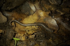 Batrachoseps gregarius