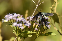 Macrocneme leucostigma
