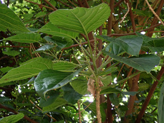 Claoxylon indicum