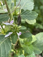 Hypoestes aristata alba