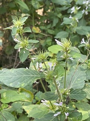 Hypoestes aristata alba