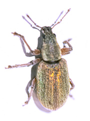 Polydrusus impar