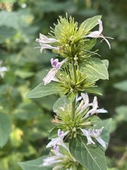 Hypoestes aristata alba