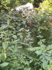 Hypoestes aristata alba