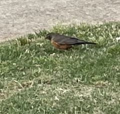 Turdus migratorius