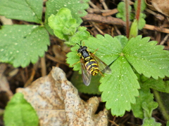 Chrysotoxum cautum