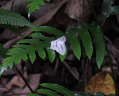 Acropteris ciniferaria