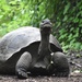 Santiago Giant Tortoise - Photo (c) zoeeliades, some rights reserved (CC BY-NC)