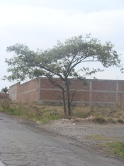 Eysenhardtia polystachya