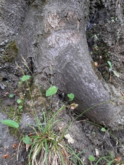 Carex digitata