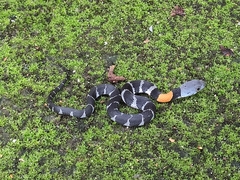 Orange-Lipped Keelback photo 4
