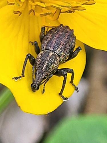Tylotus chrysops