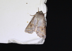 Orthosia revicta